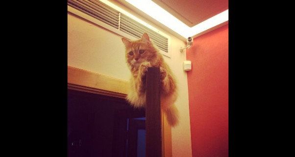 Music Nation - Myriam Fares - Cat - Pic