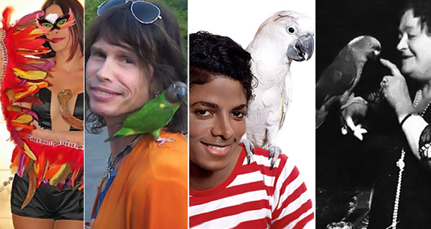 Music Nation Celebrities Parrots 1
