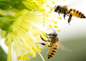 bees