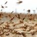 بعد كورونا…الجراد في طريقه إلينا من الأردن! 8 بعد كورونا…الجراد في طريقه إلينا من الأردن!