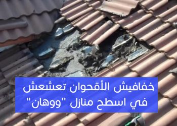 فيديو مرعب – خفافيش الأقحوان تعشعش في اسطح منازل “ووهان” وقد تكون المصدر الرئيسي لفيروس كورونا
