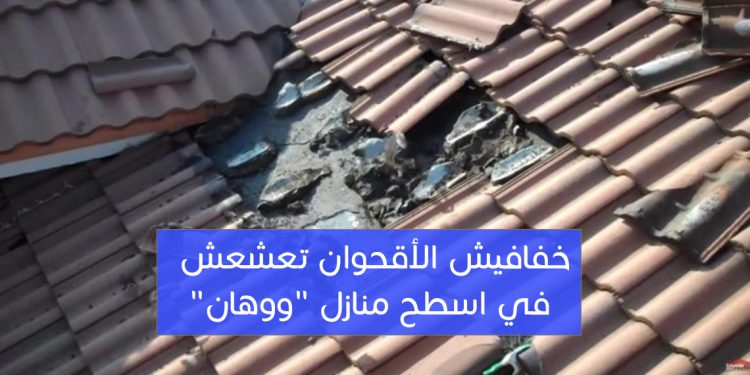 فيديو مرعب - خفافيش الأقحوان تعشعش في اسطح منازل "ووهان" وقد تكون المصدر الرئيسي لفيروس كورونا 1 فيديو مرعب – خفافيش الأقحوان تعشعش في اسطح منازل “ووهان” وقد تكون المصدر الرئيسي لفيروس كورونا