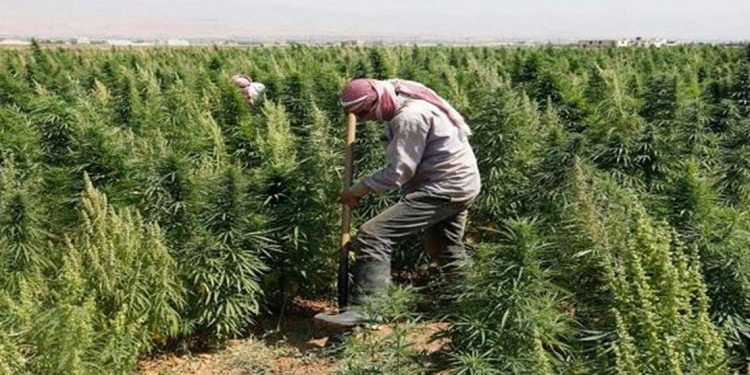 لبنان يقرّ تشريع زراعة "الحشيشة" بشكل رسمي 1 لبنان يقرّ تشريع زراعة “الحشيشة” بشكل رسمي