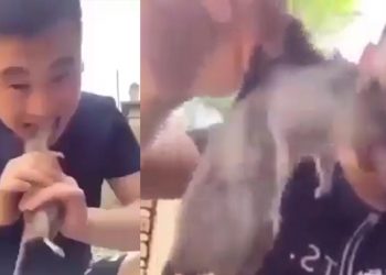 بالفيديو – مصدر فيروس هانتا الجديد..رجل صيني يأكل جرذ وهو على قيد الحياة!