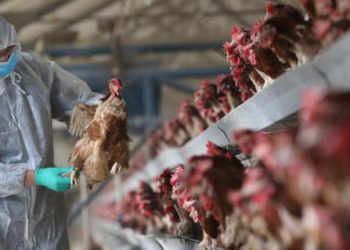 الفيليبين تعلن عن ظهور نوع جديد من فيروس أنفلونزا الطيور H5N6 اشد خطورة وانتشار من النوع السابق