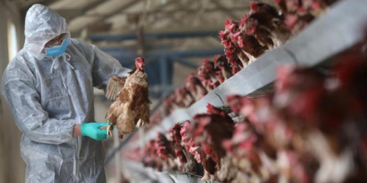 الفيليبين تعلن عن ظهور نوع جديد من فيروس أنفلونزا الطيور H5N6 اشد خطورة وانتشار من النوع السابق