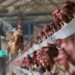 الفيليبين تعلن عن ظهور نوع جديد من فيروس أنفلونزا الطيور H5N6 اشد خطورة وانتشار من النوع السابق 8 الفيليبين تعلن عن ظهور نوع جديد من فيروس أنفلونزا الطيور H5N6 اشد خطورة وانتشار من النوع السابق