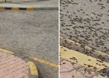 بالفيديو – النمل الاسود الكبير ينتشر بالمليارات في سلطنة عمان ويدخل البيوت والسيارات والمحال التجارية