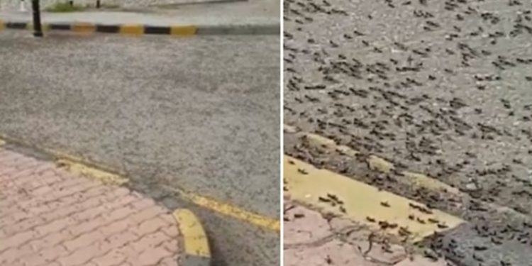 بالفيديو - النمل الاسود الكبير ينتشر بالمليارات في سلطنة عمان ويدخل البيوت والسيارات والمحال التجارية 1 بالفيديو – النمل الاسود الكبير ينتشر بالمليارات في سلطنة عمان ويدخل البيوت والسيارات والمحال التجارية