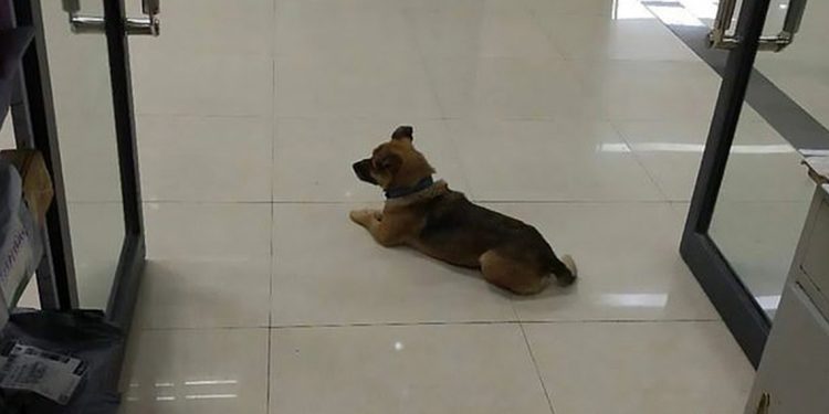بالصور - كلب مخلص لصاحبه الذي توفي بكورونا انتظره على باب المستشفى مدّة ثلاثة أشهر 1 بالصور – كلب مخلص لصاحبه الذي توفي بكورونا انتظره على باب المستشفى مدّة ثلاثة أشهر