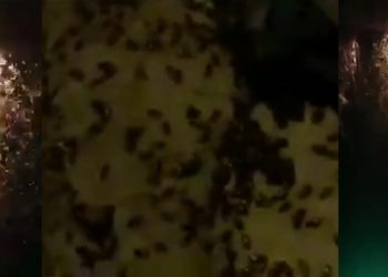 بالفيديو – حالة من الذعر في لبنان بعد اجتياح عدد هائل من الحشرات مناطق في البقاع