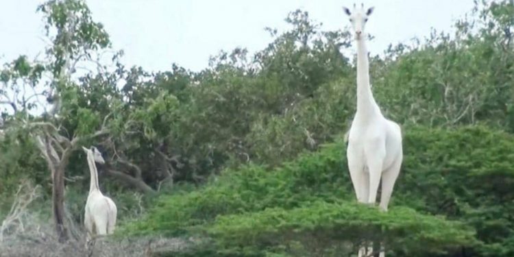 خطوة هامة لحماية آخر زرافة بيضاء على الأرض 1 خطوة هامة لحماية آخر زرافة بيضاء على الأرض