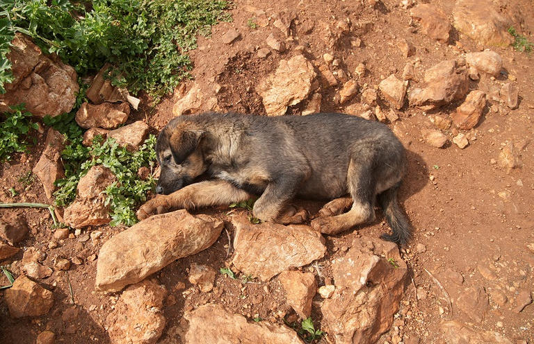 173 001601 lebanon stray dogs pets 3