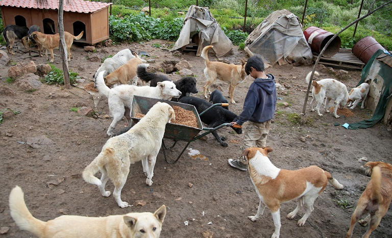 173 001602 lebanon stray dogs pets 6