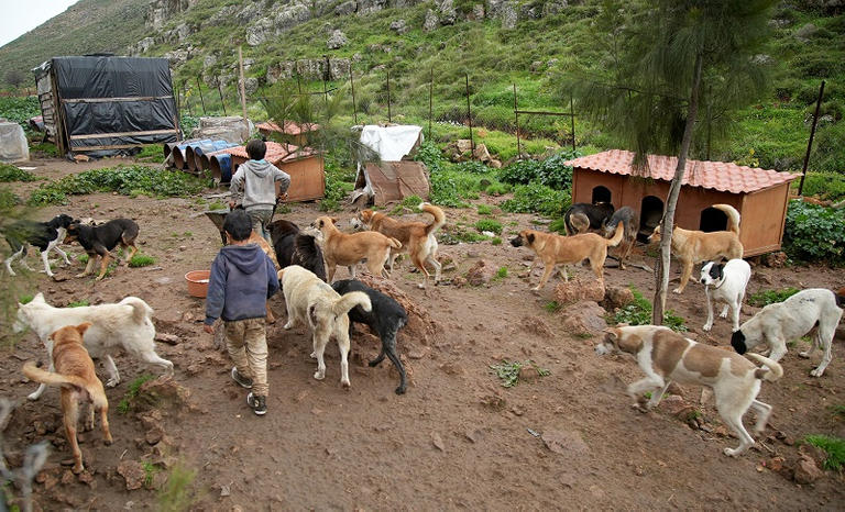 173 001603 lebanon stray dogs pets 7