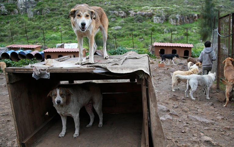 173 001603 lebanon stray dogs pets 8