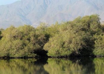 أشجار القرم بالإمارات.. كنوز بيئية تكافح التغير المناخي
