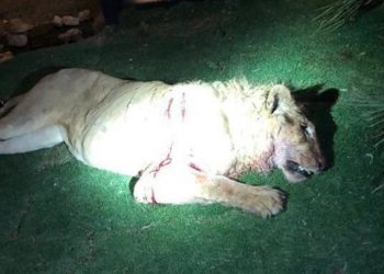 حادثة مروعة بالرياض.. أسد يهاجم صاحبه ويرديه قتيلاً