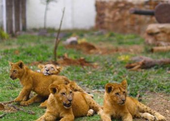 كورونا يصيب 8 أسود في حديقة حيوان هندية
