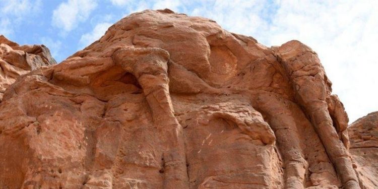 العثور على منحوتات جِمال في السعودية تعود لأكثر من 8000 سنة 1 العثور على منحوتات جِمال في السعودية تعود لأكثر من 8000 سنة