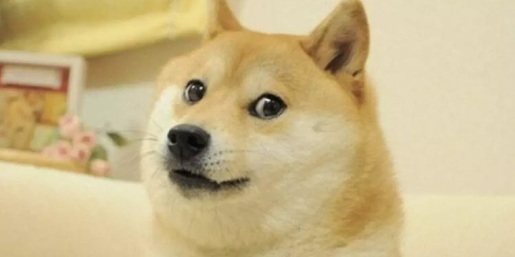 نفوق الكلبة كابوسو الوجه الإعلاني لعملة DogeCoin المشفرة 1 نفوق الكلبة كابوسو الوجه الإعلاني لعملة DogeCoin المشفرة