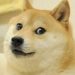 نفوق الكلبة كابوسو الوجه الإعلاني لعملة DogeCoin المشفرة 8 نفوق الكلبة كابوسو الوجه الإعلاني لعملة DogeCoin المشفرة